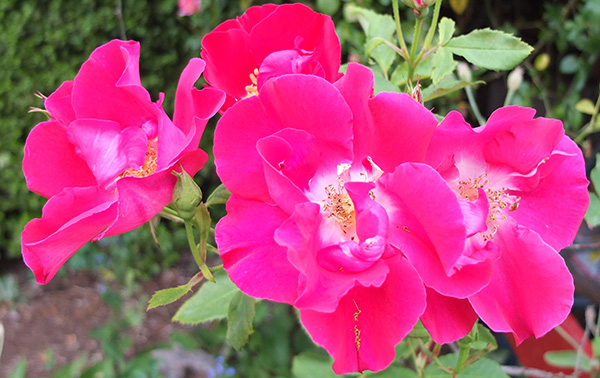  I always thought this was the rose called Redcoat. Hmm... Pinkcoat? 
