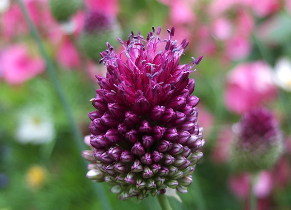  I have two pots of these mid-summer flowering bulbs 