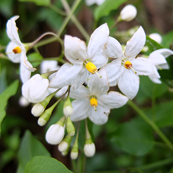  Solanum? not sure. 