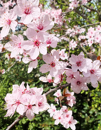  Prunus nigra. 