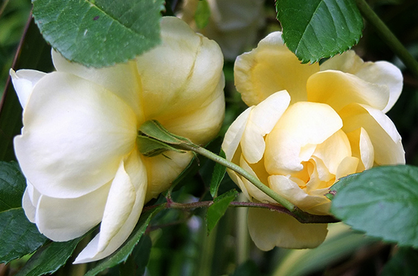  A shrubby hybrid musk rose. 