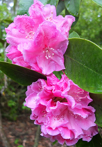  A sparkling pink, late season flowering. 