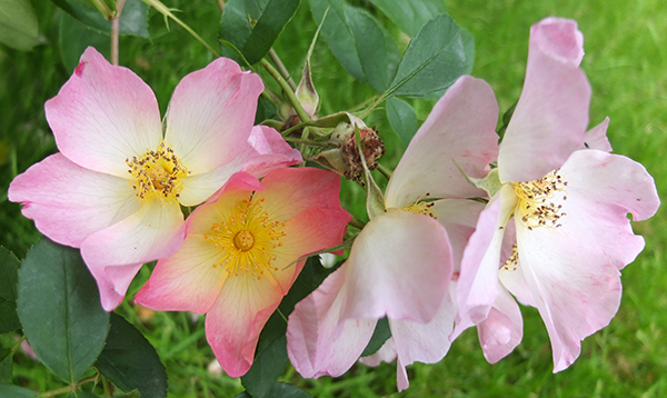  An early David Austin rose. 