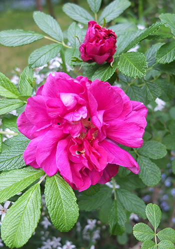  A fragrant early flowering rugosa. 