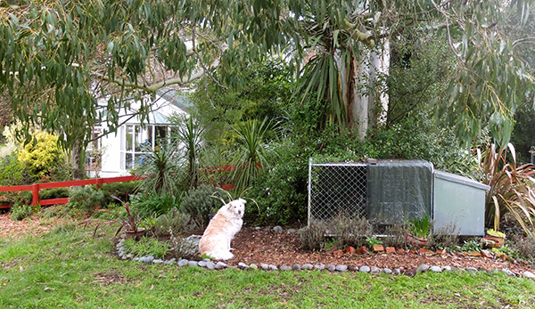  The big overhead tree is a Eucalyptus, or gum tree. 