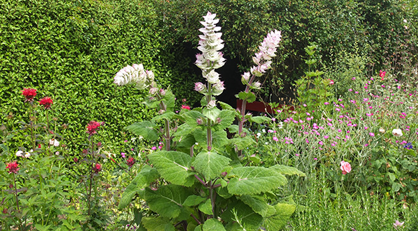  This grows in the very top of the Herb Spiral. 