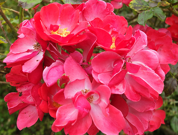  Name unknown, a large shrub. 