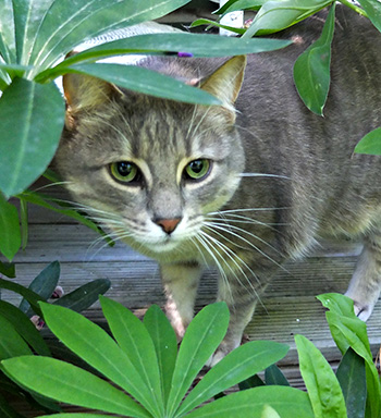  Hiding in the lupins. 