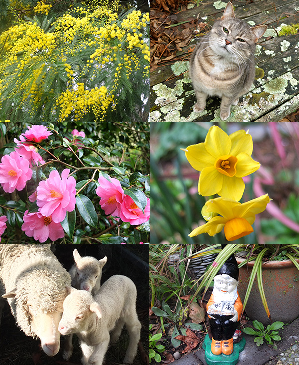  Wattle flowering, Minimus smiling, spring bulbs, gnome, twin lambs, pink Camellia. 