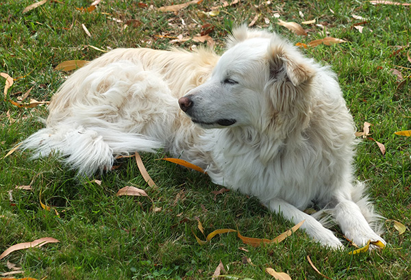  Snoozing on the house lawn. 