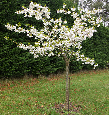  This is the memorial tree for dear Smoocher, my ginger and white cat,  