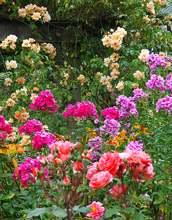  Phloxes, roses and daylilies. 