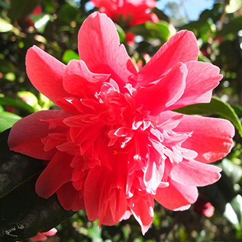  I love Camellias! 