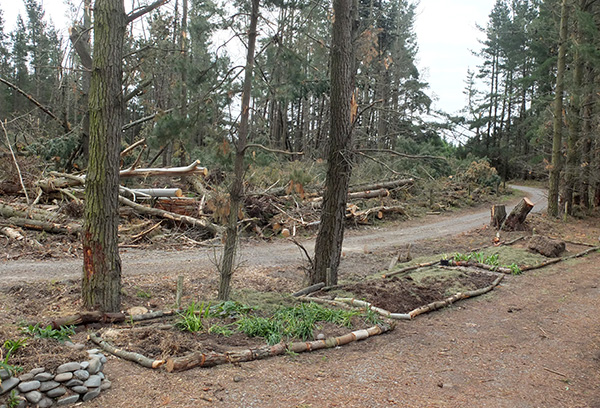  Those existing pine will be felled soon. 