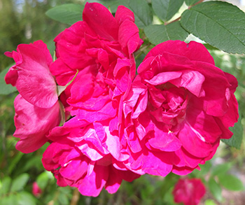  A rugosa (I think) in the Hen House Garden, flowering beautifully in the shade. 