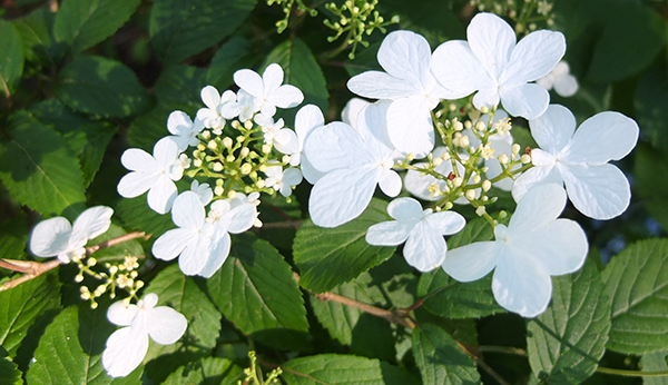  A pretty shrub. 