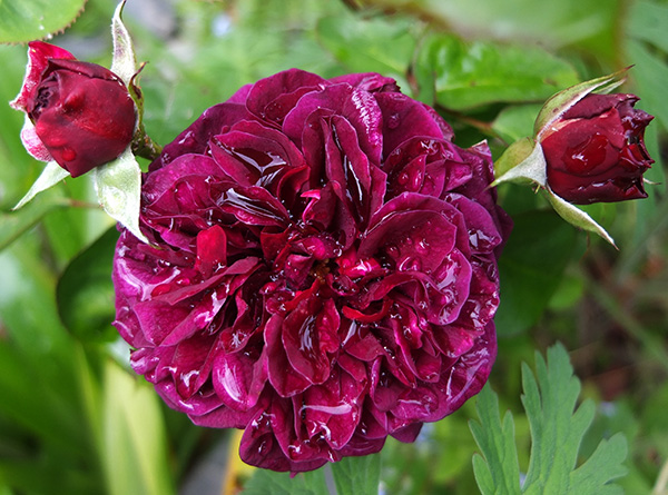  A David Austin beauty. 