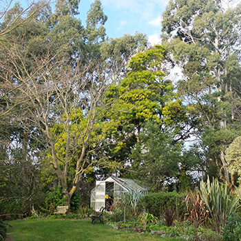  The big Wattle tree is almost flowering. 