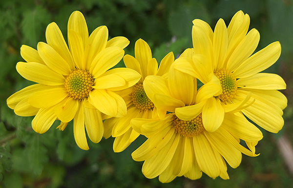  Bright yellow Mums... 