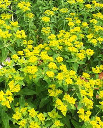  Seeds everywhere, but so pretty in late spring. 