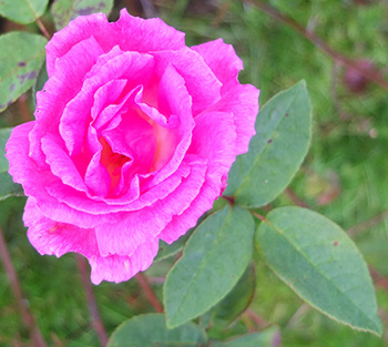  A brilliantly bright pink rose. 