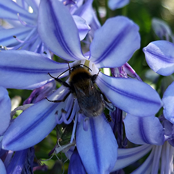  Bees love blue flowers. 