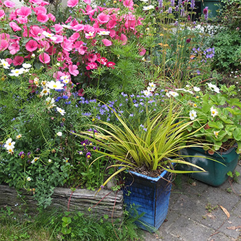  In the new patio garden. 