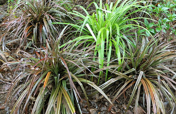  Very pretty New Zealand natives. 