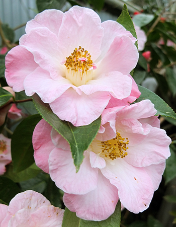  Pink Plantation. 