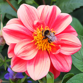  A pretty striped flower. 