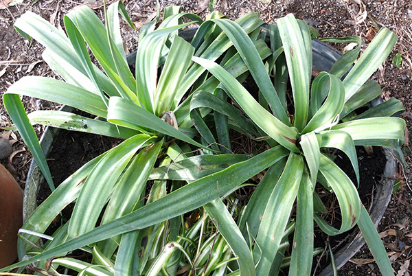  Looking down on the plants,. 