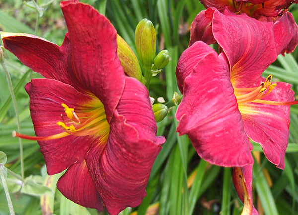  Strong colours in the summer garden. 