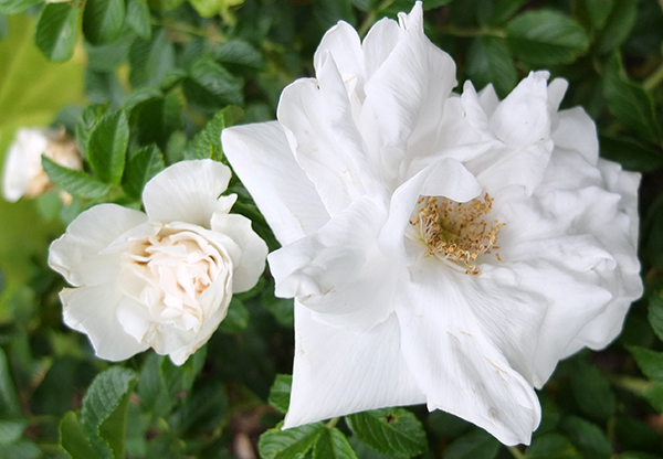  A white rugosa. 