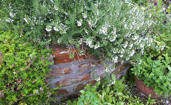  And Calendula seedlings on the path below! 