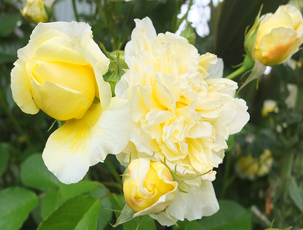  A soft yellow David Austin rose. 