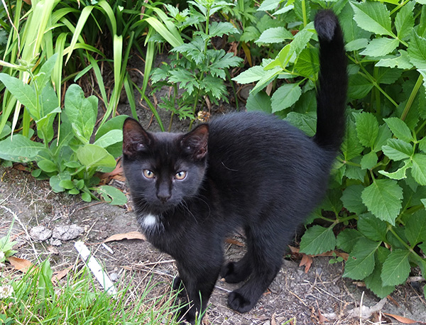  A lovely natured kitten. 