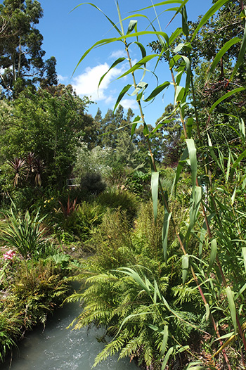  Ferns and a giant green reed. 