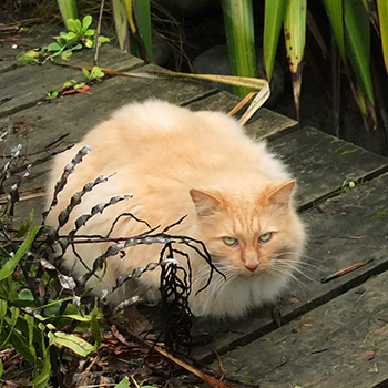  A rather large ball of fluff! 