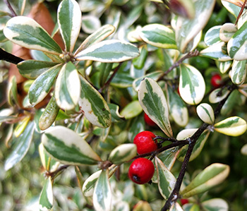  A New Zealand native shrub. 