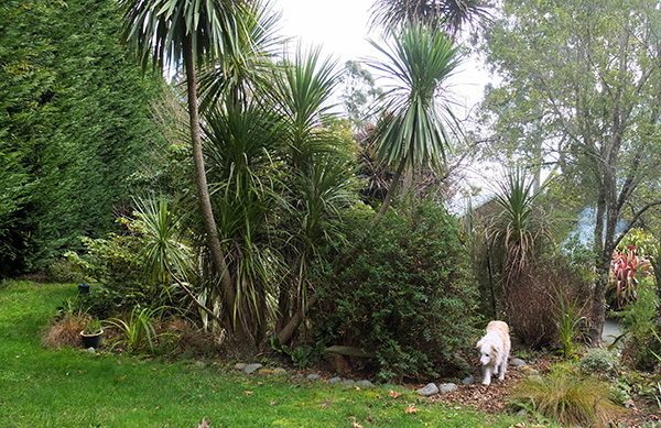  One of the big hedges is on the left. 