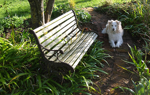  The garden bench in the Dog-Path Garden. 