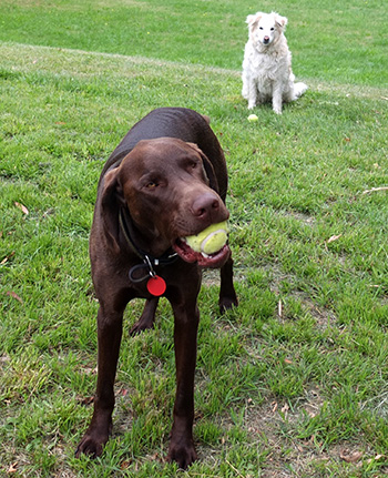  Brown Escher and Rusty. 