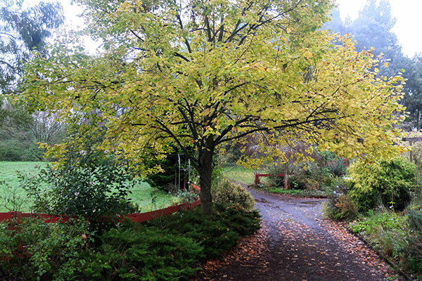  The last tree to drop its leaves - we call it a lime tree. 