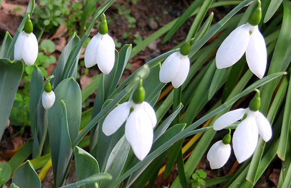  First Snowdrops 