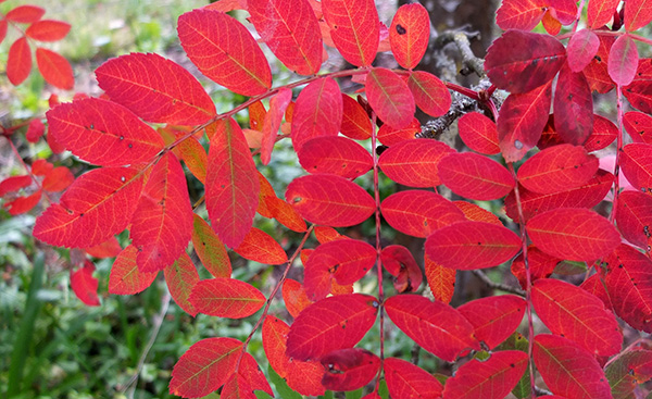  A Sorbus. And only the lowest leaves have gone red. Odd. 