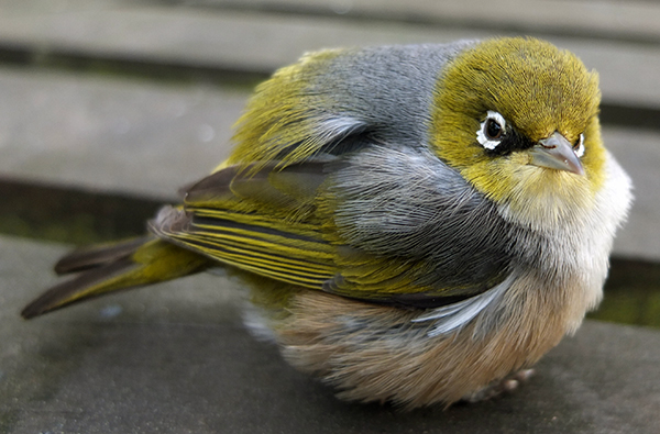  A tennis-ball bird! 