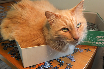  He still fits in a 2000 piece jigsaw box... 