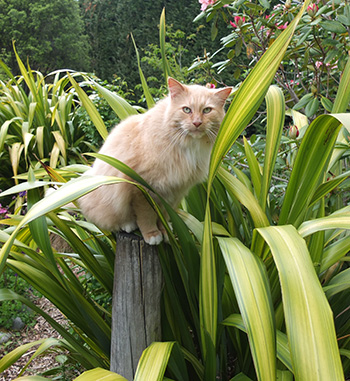  Cats can balance themselves! 