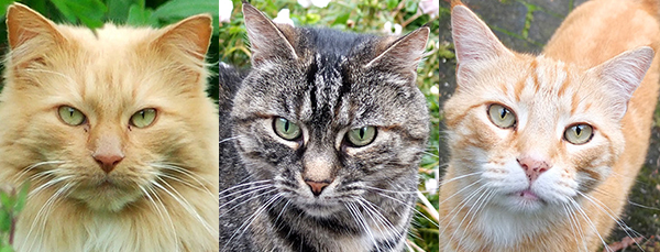  Three of the house cats. 