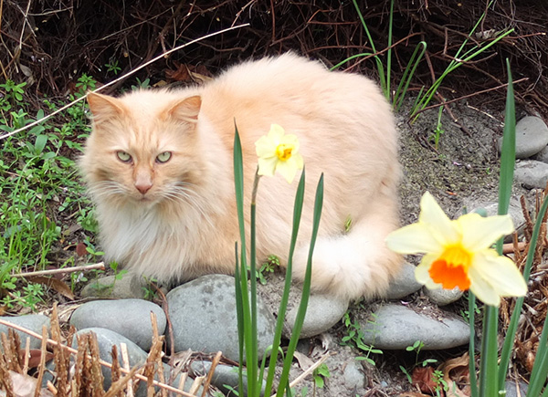  Spring daffodils. 